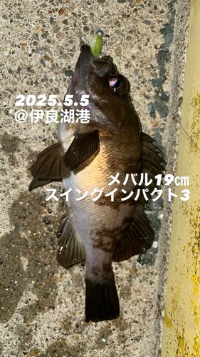 メバルの釣果