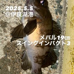 メバル