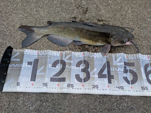 アメリカンキャットフィッシュの釣果