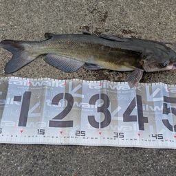 アメリカンキャットフィッシュ