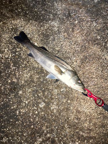 マルスズキの釣果