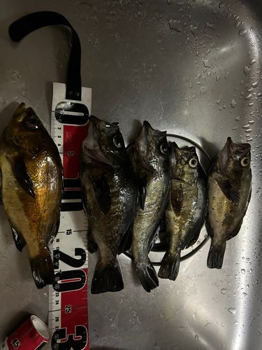 メバルの釣果
