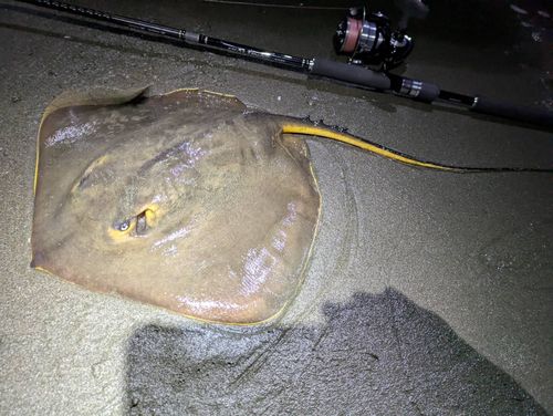 アカエイの釣果