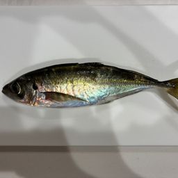 アジ