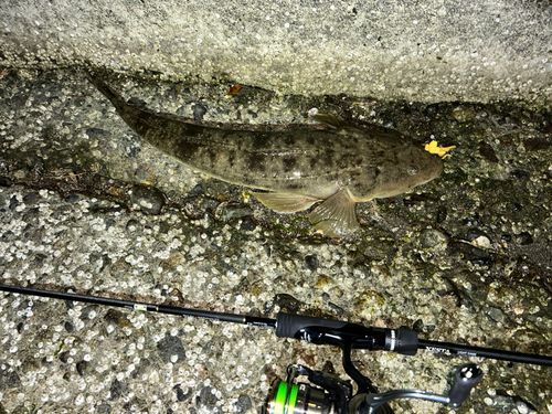 マゴチの釣果
