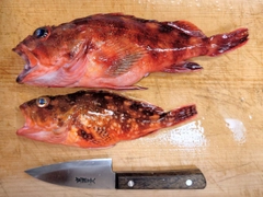 ウッカリカサゴの釣果