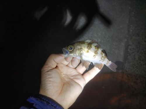 メバルの釣果