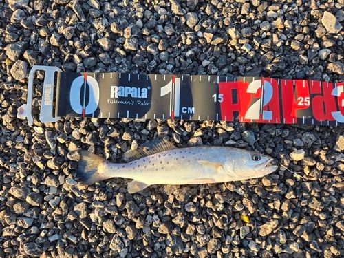 トラウトの釣果