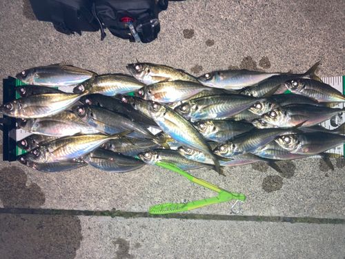 アジの釣果