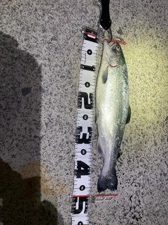 サクラマスの釣果