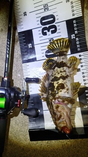 タケノコメバルの釣果