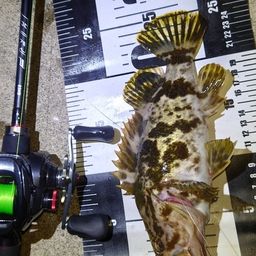 タケノコメバル