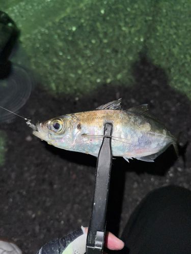 マアジの釣果