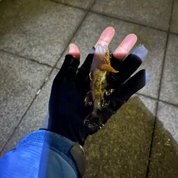 カサゴ