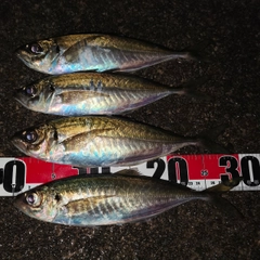 アジの釣果