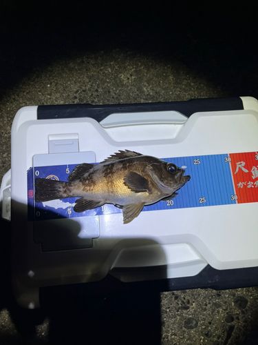 メバルの釣果