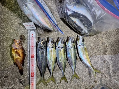 アジの釣果