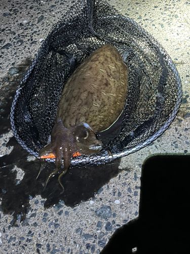 コウイカの釣果
