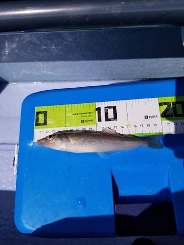 シロギスの釣果