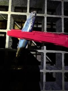 カタクチイワシの釣果