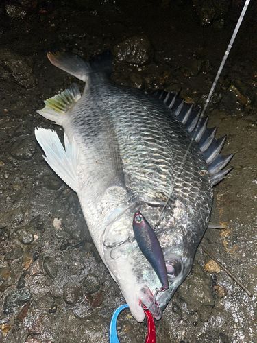 キビレの釣果