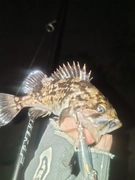 クロソイの釣果