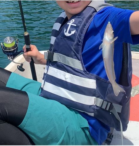 シロギスの釣果