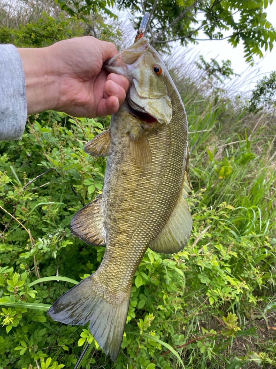 スモールマウスバス