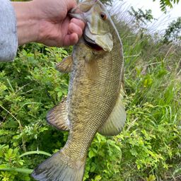 スモールマウスバス