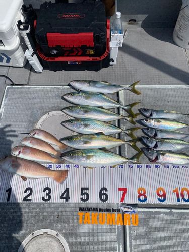 アマダイの釣果