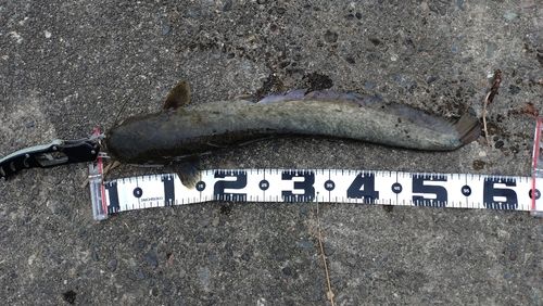 ナマズの釣果
