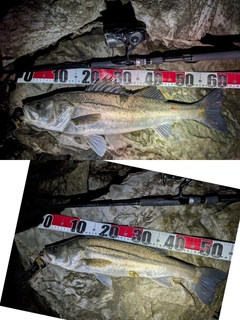 スズキの釣果