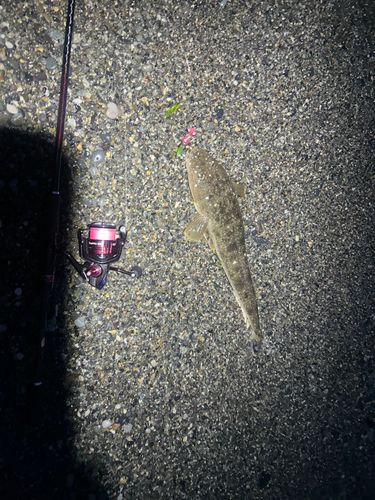 マゴチの釣果