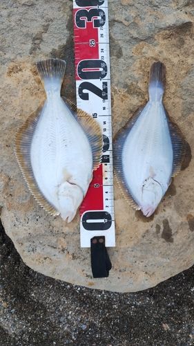 イシガレイの釣果