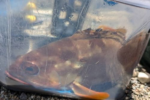 アカハタの釣果