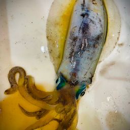 アオリイカ