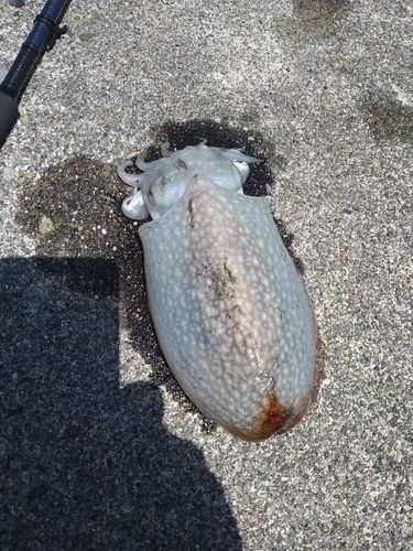 コウイカの釣果