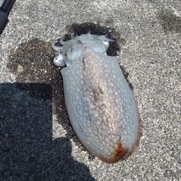 コウイカ