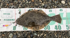ヒラメの釣果