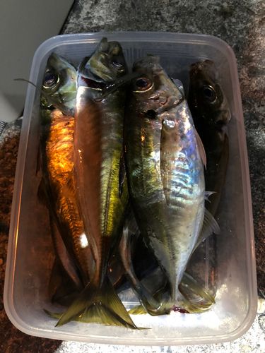 アジの釣果