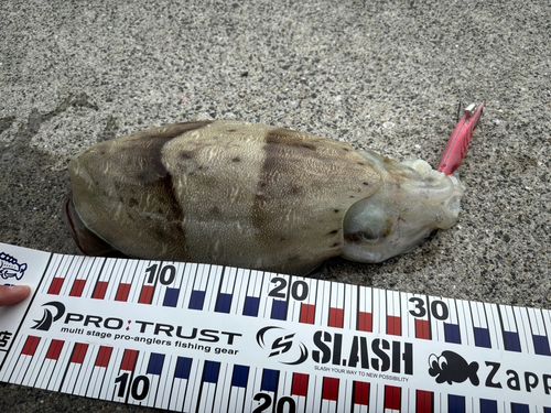 モンゴウイカの釣果