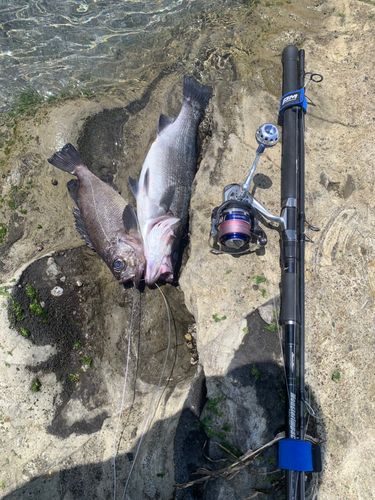 ヒラスズキの釣果