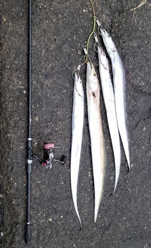 タチウオの釣果