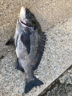 クロダイの釣果