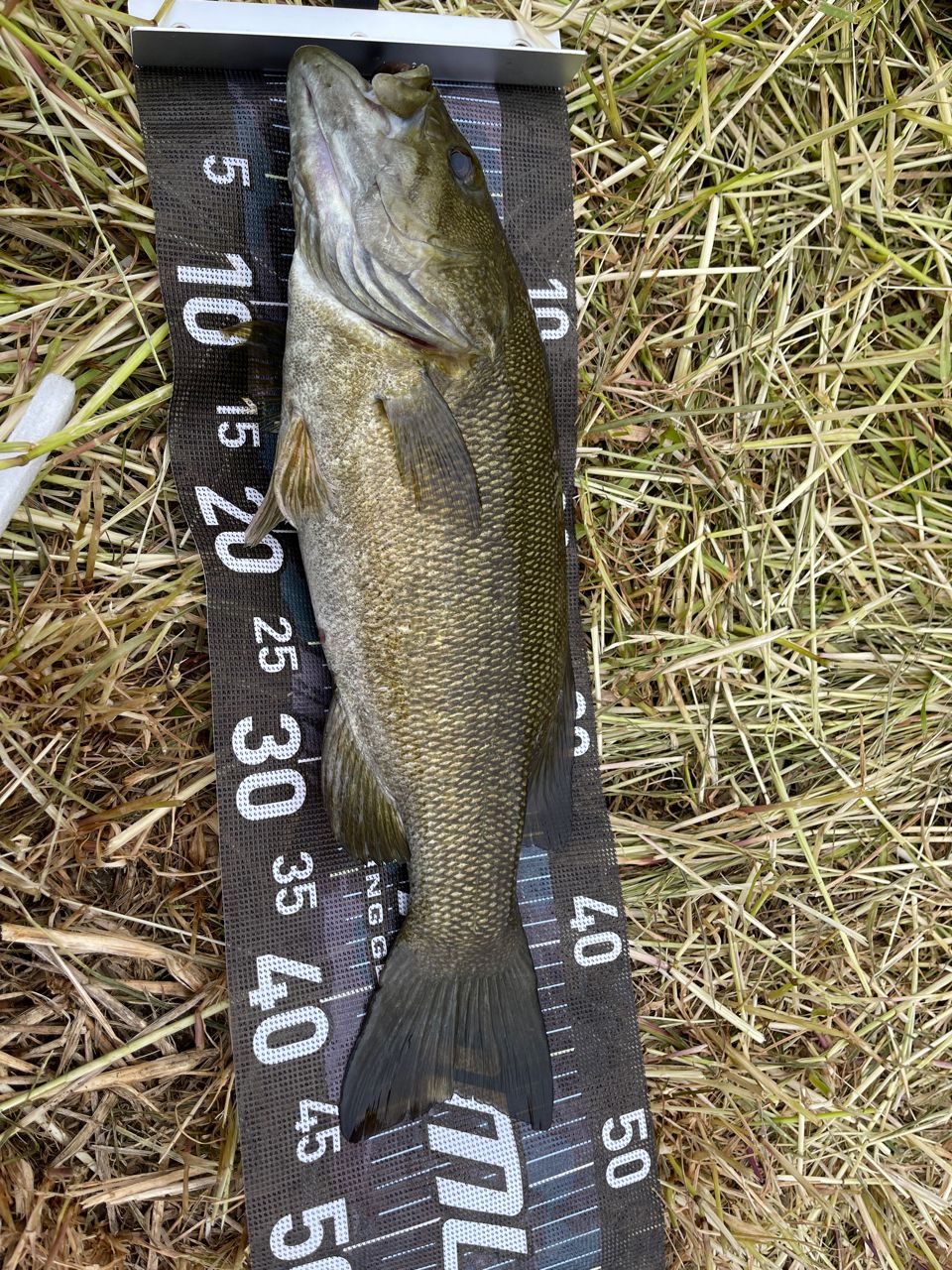 スモールマウスバス