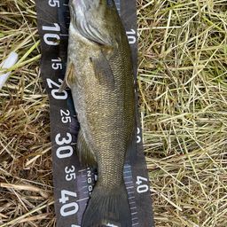 スモールマウスバス