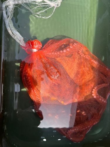 タコの釣果