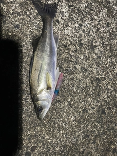 セイゴ(マルスズキ)の釣果