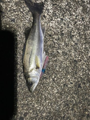 セイゴ（マルスズキ）の釣果