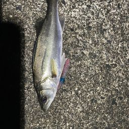 セイゴ（マルスズキ）